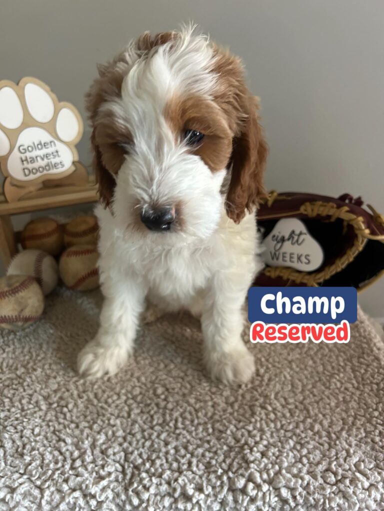 champ-01