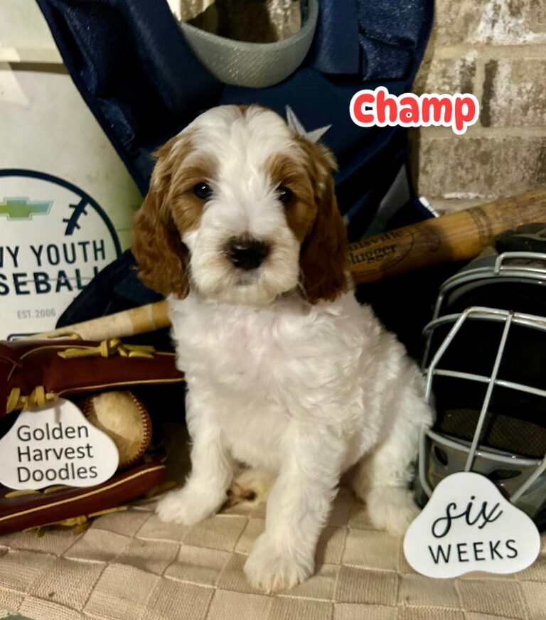 champ-03