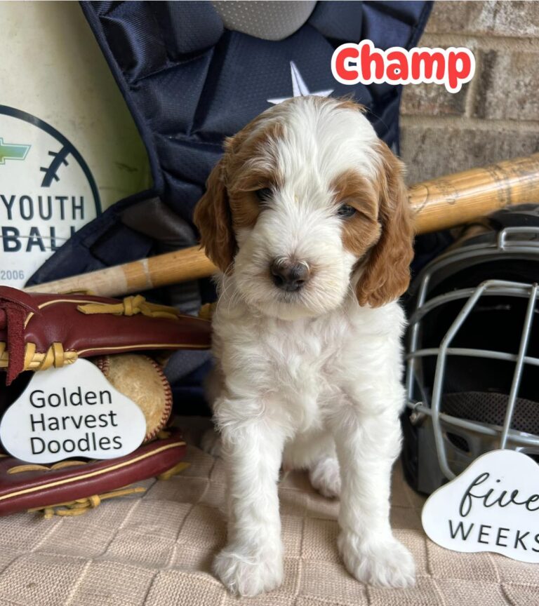 champ-04
