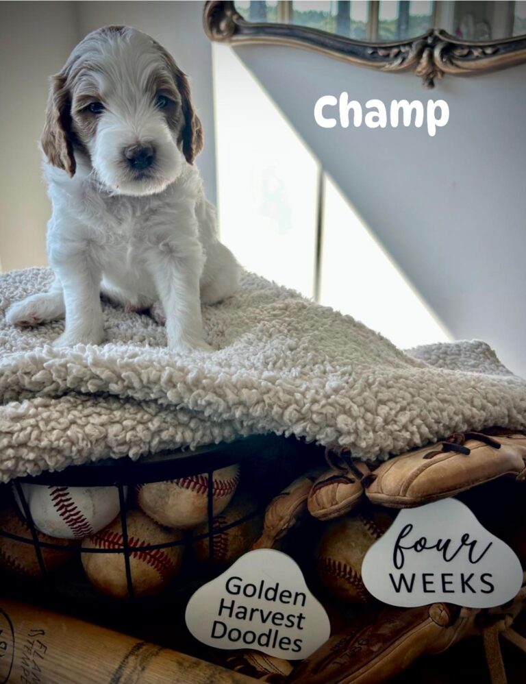 champ-05