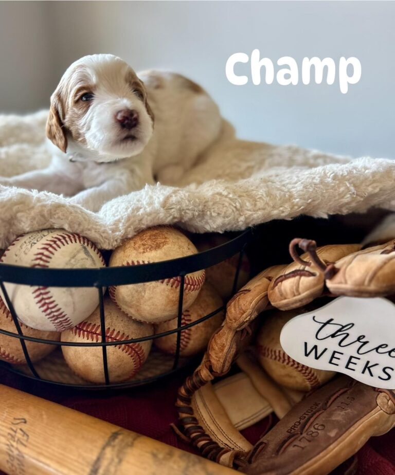 champ-06
