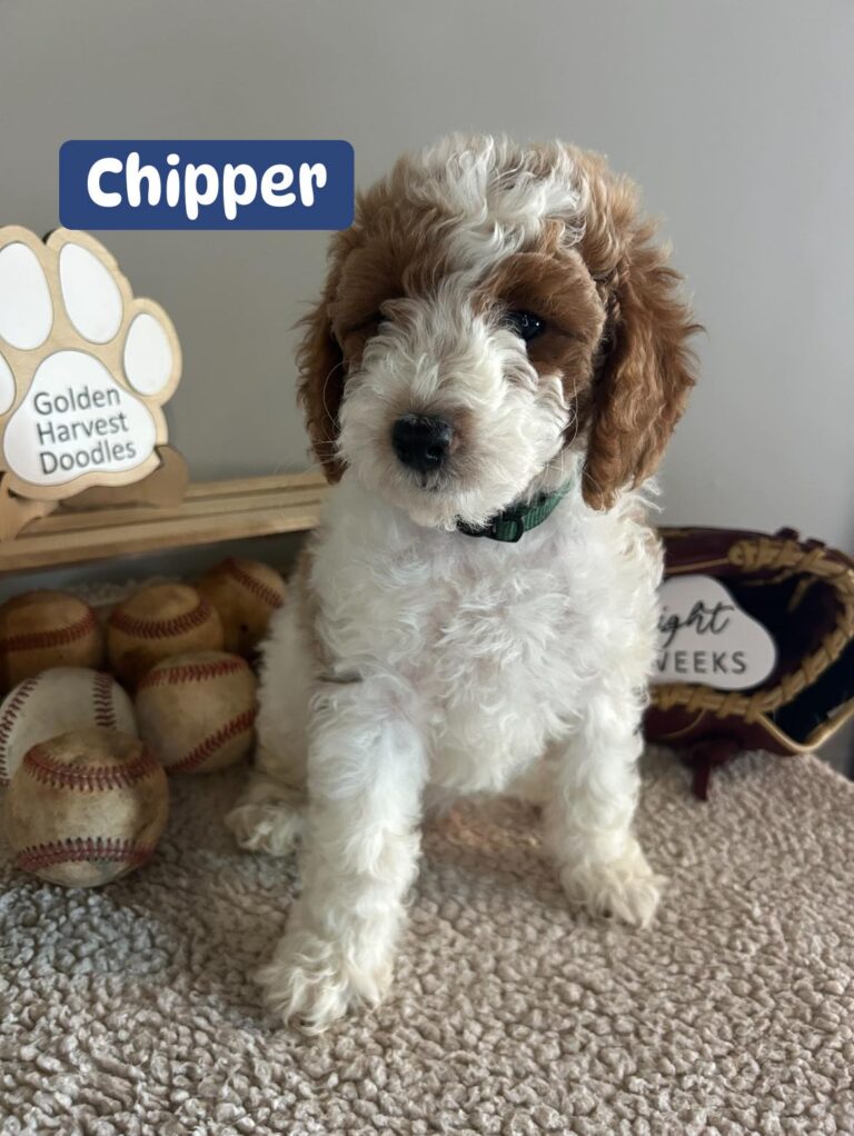 chipper-01