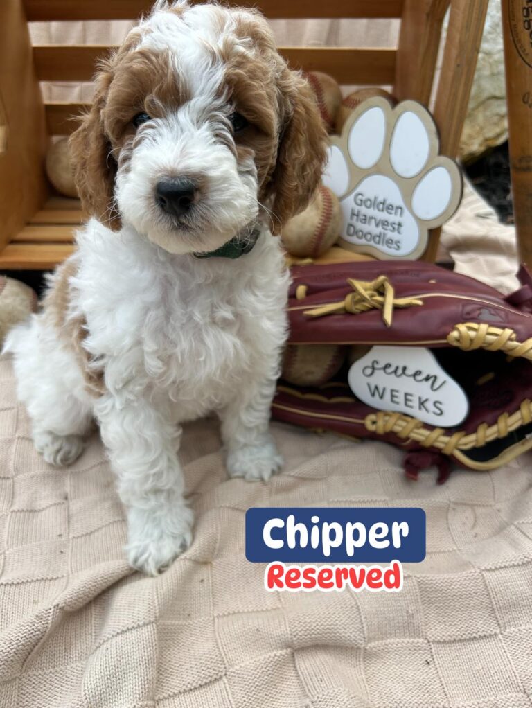 chipper-02