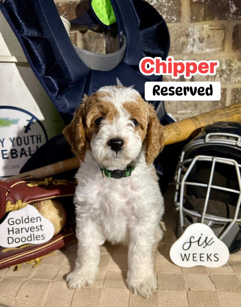 chipper-03