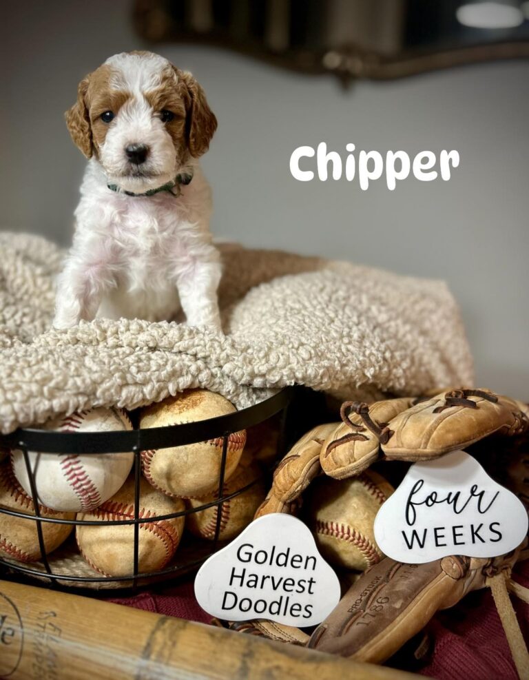 chipper-05