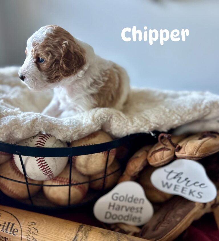 chipper-06