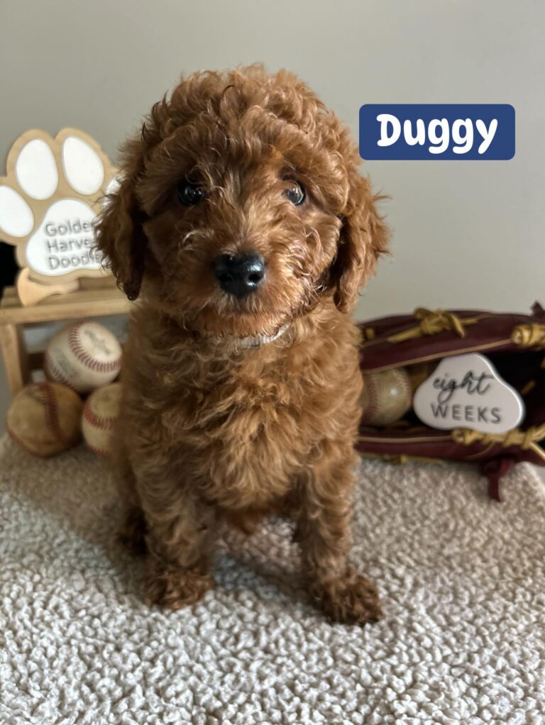 duggy-01