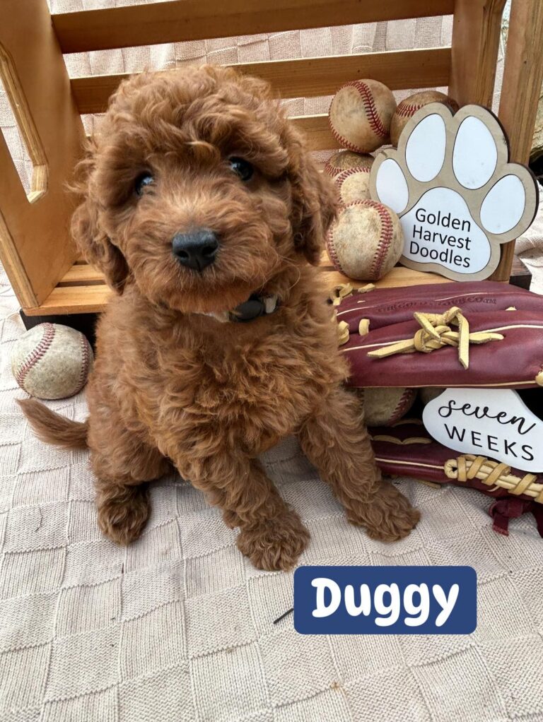 duggy-02
