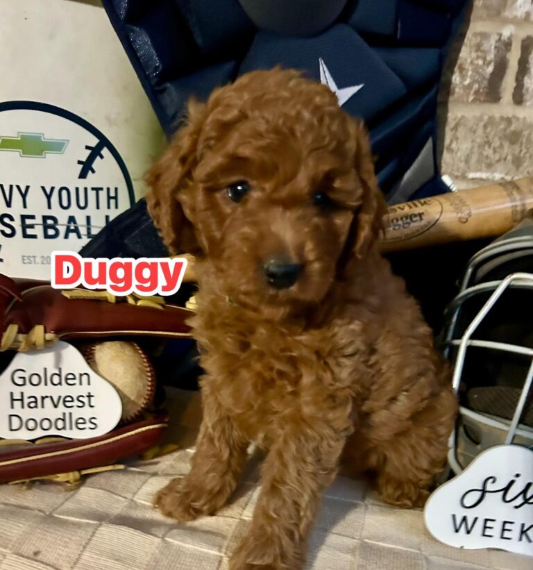 duggy-03
