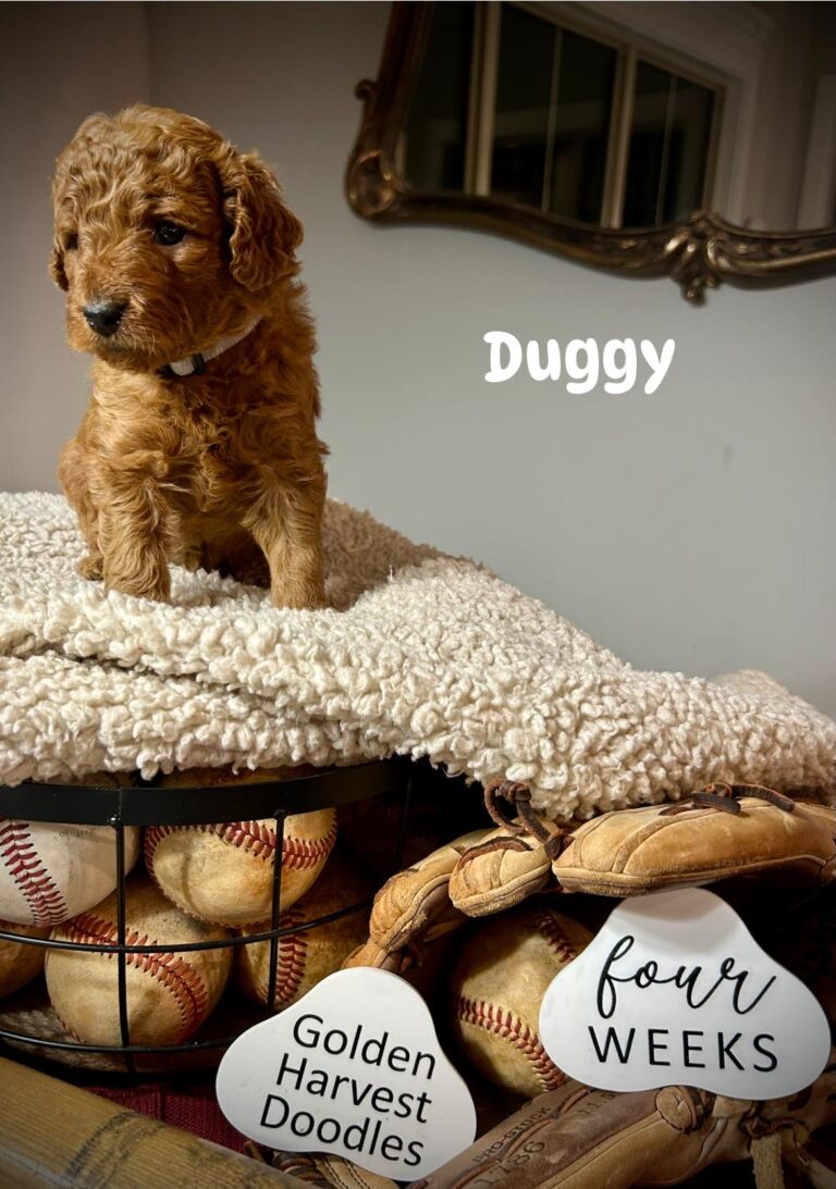 duggy-05