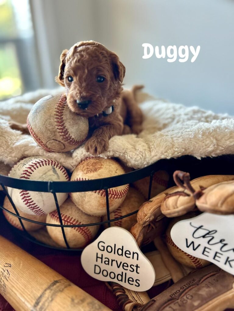 duggy-06