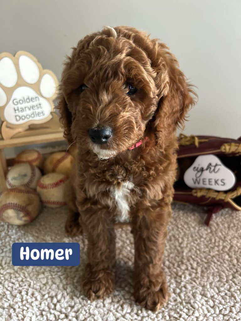 homer-01