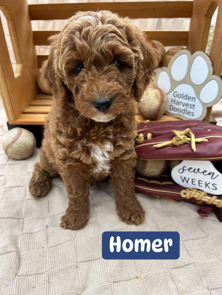 homer-02