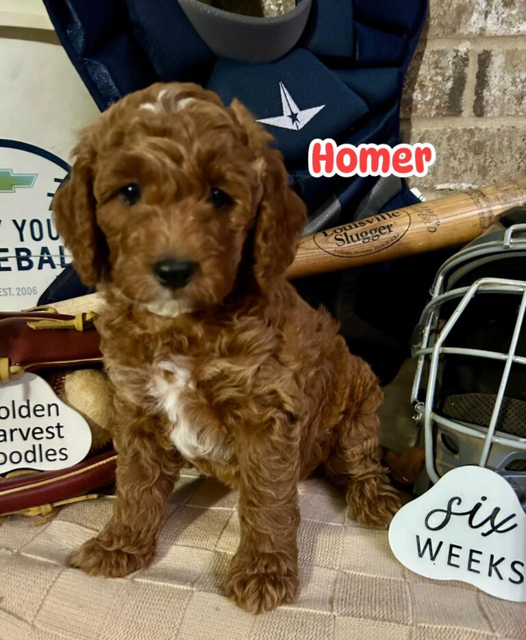 homer-04