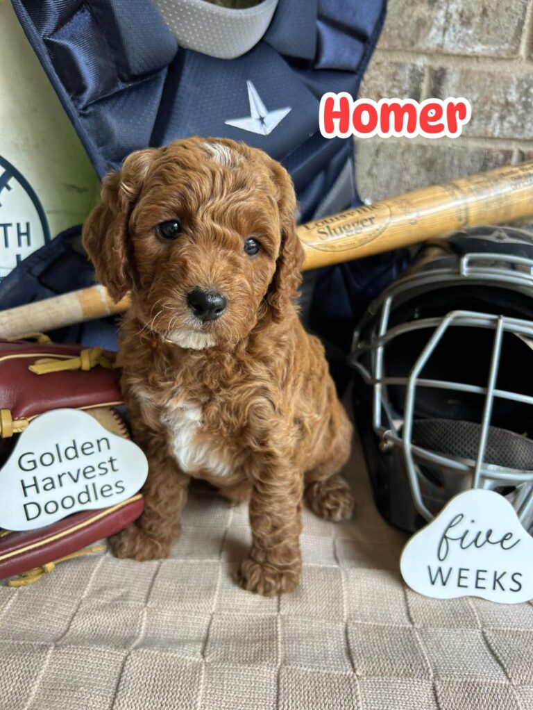 homer-05