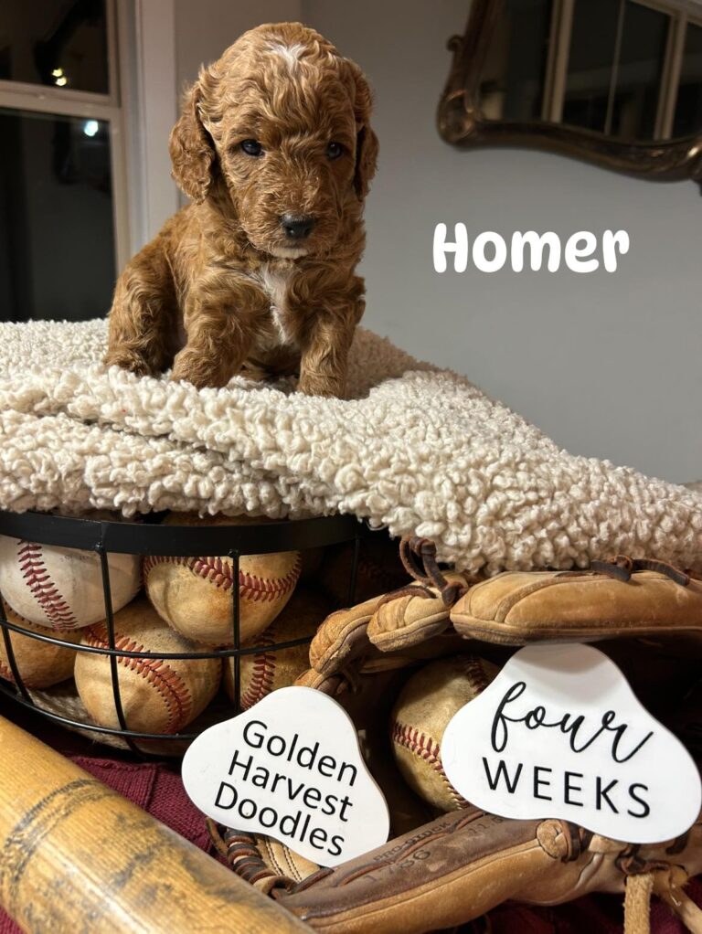 homer-06
