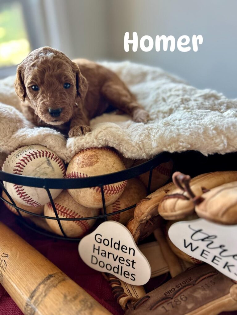 homer-07