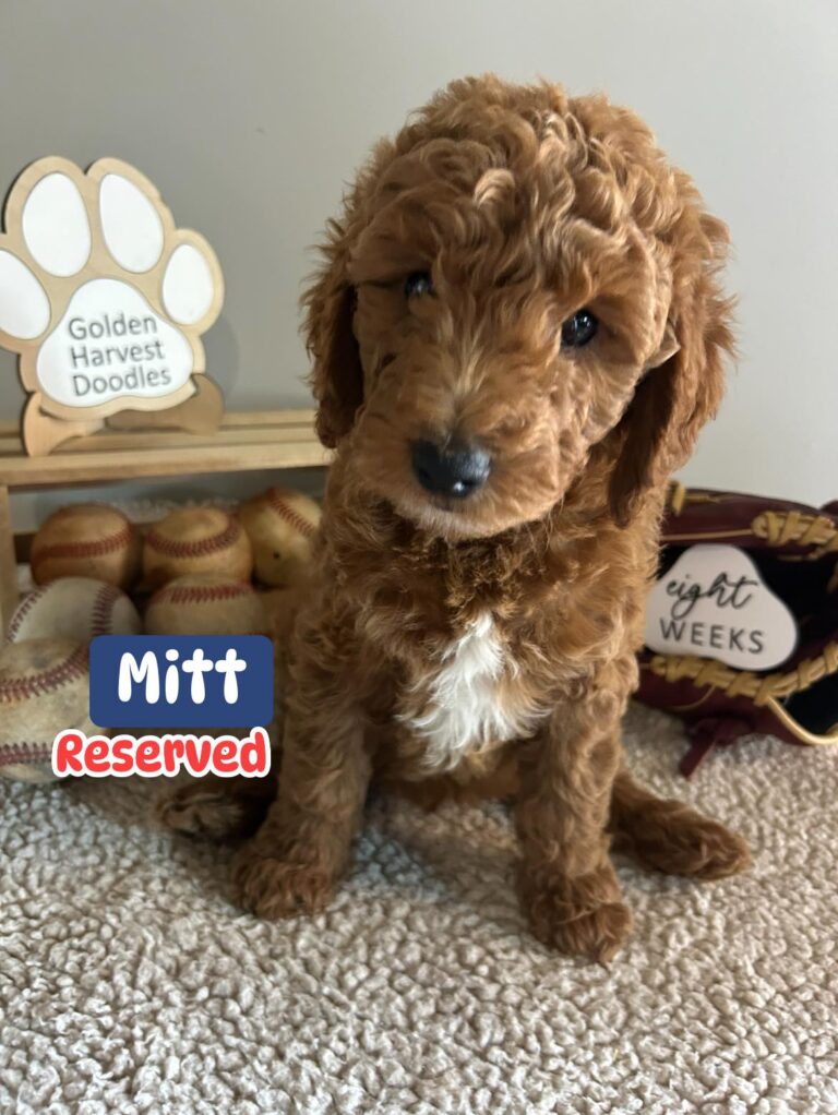 mitt-01
