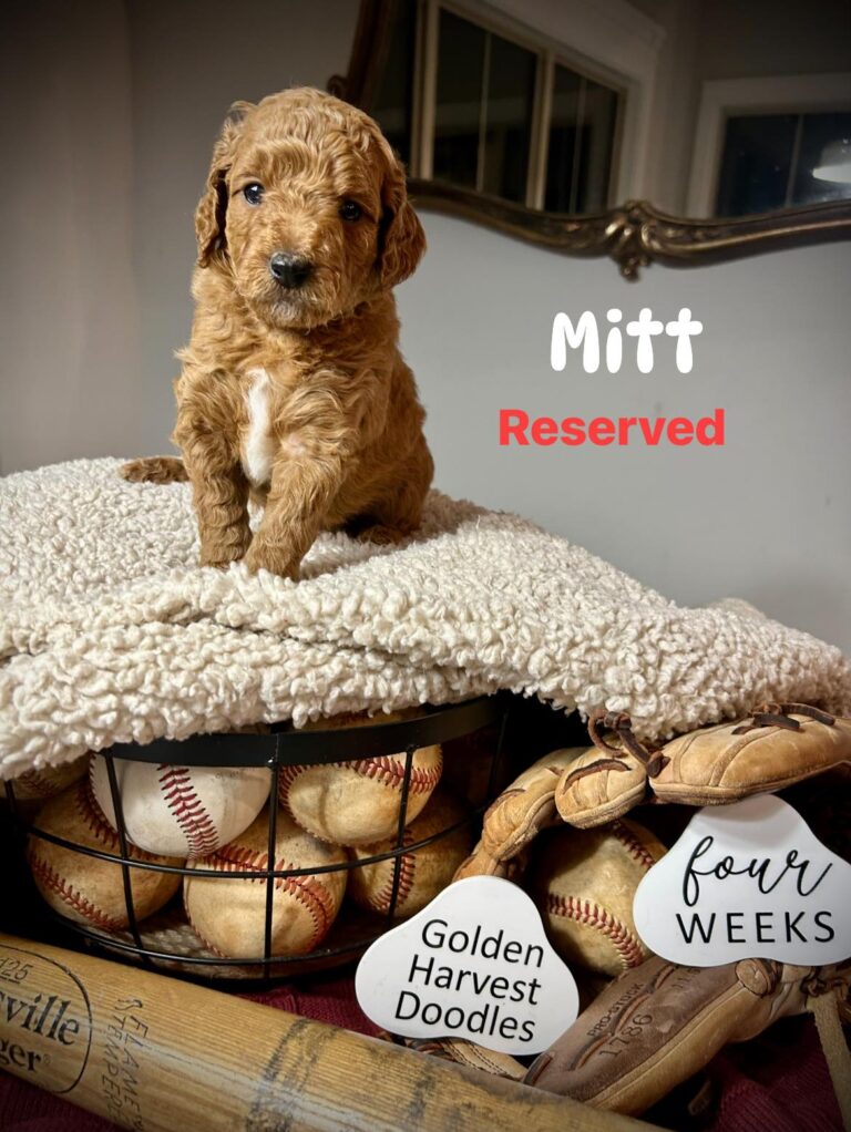 mitt-05