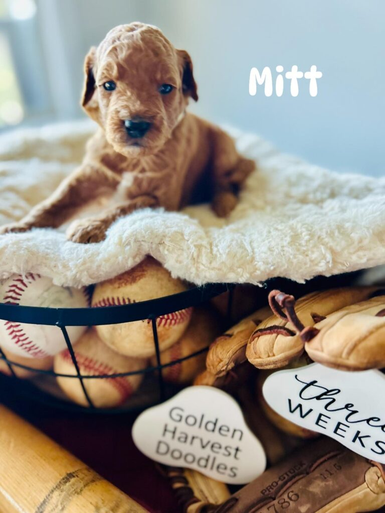 mitt-06