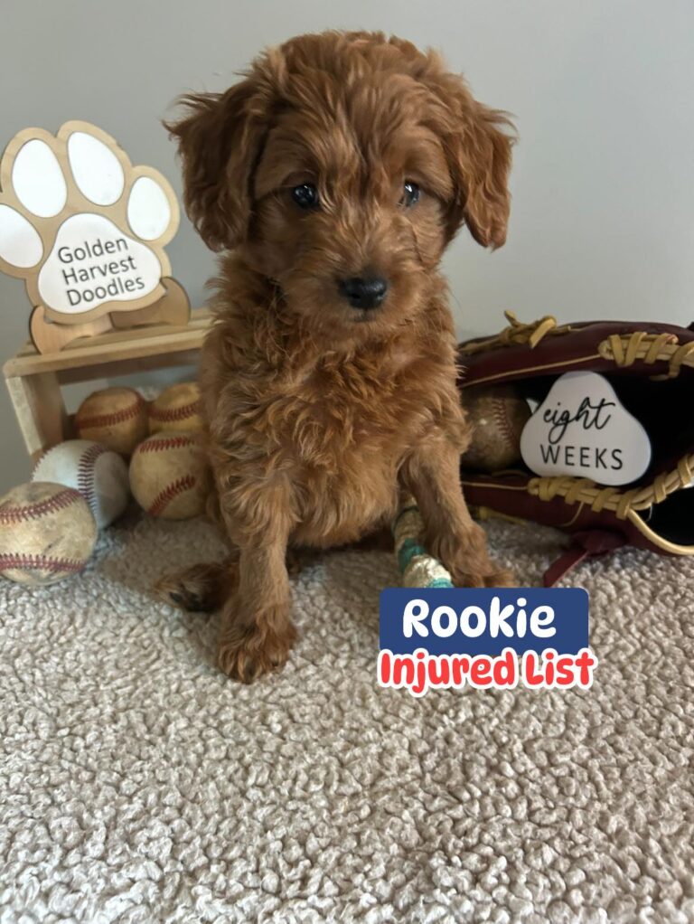 rookie-01