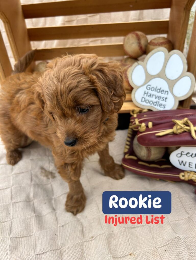 rookie-02