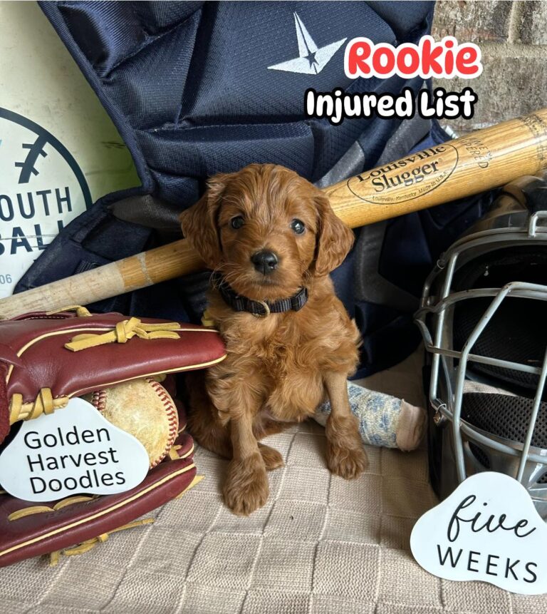 rookie-04