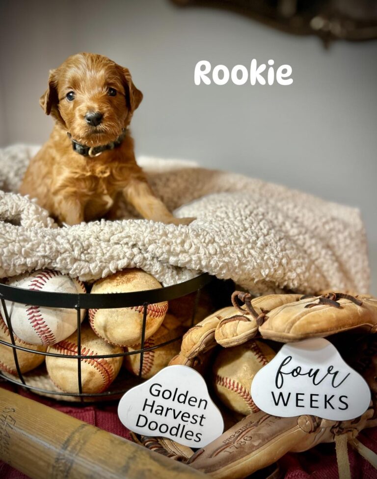 rookie-05