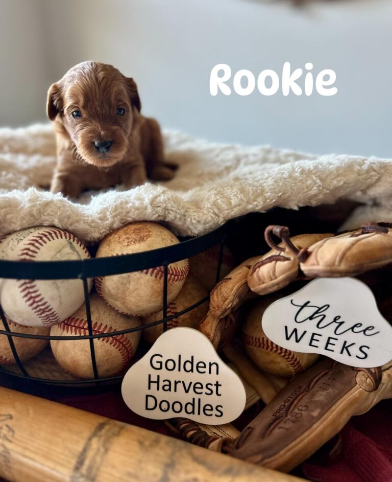 rookie-06