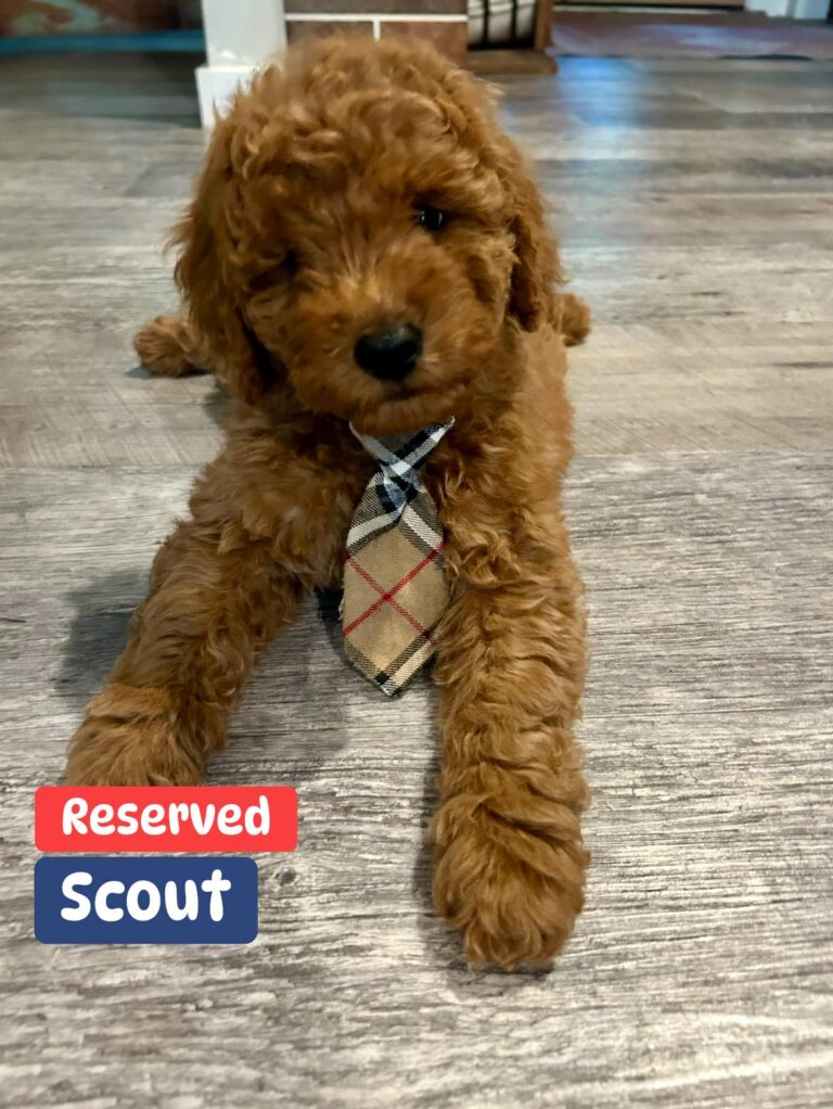 scout-01