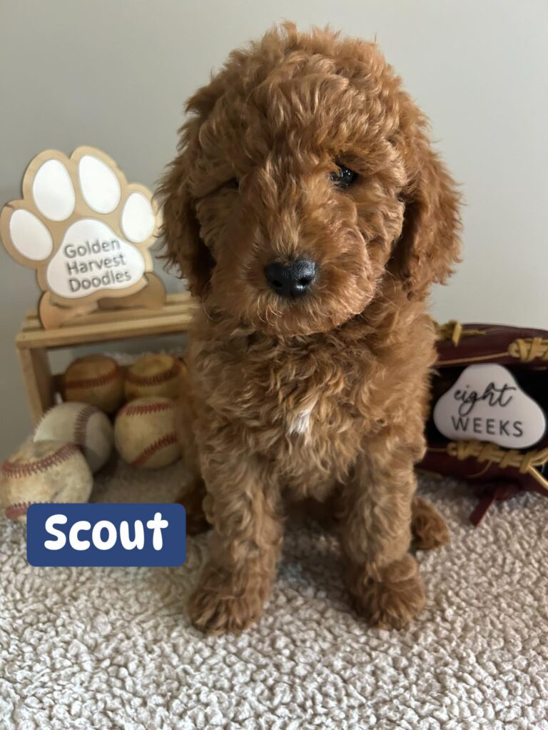 scout-02