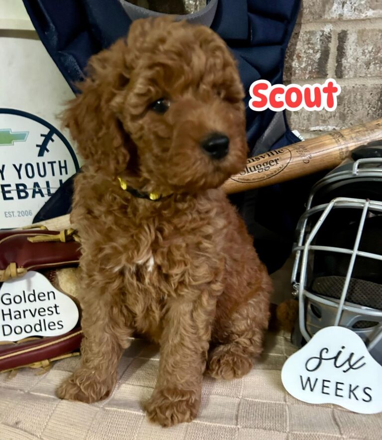 scout-04