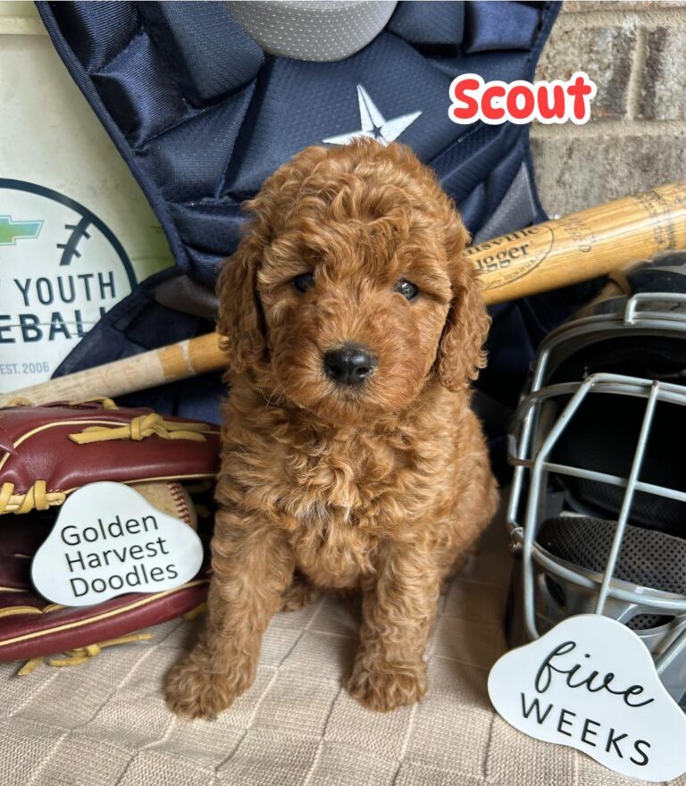 scout-05