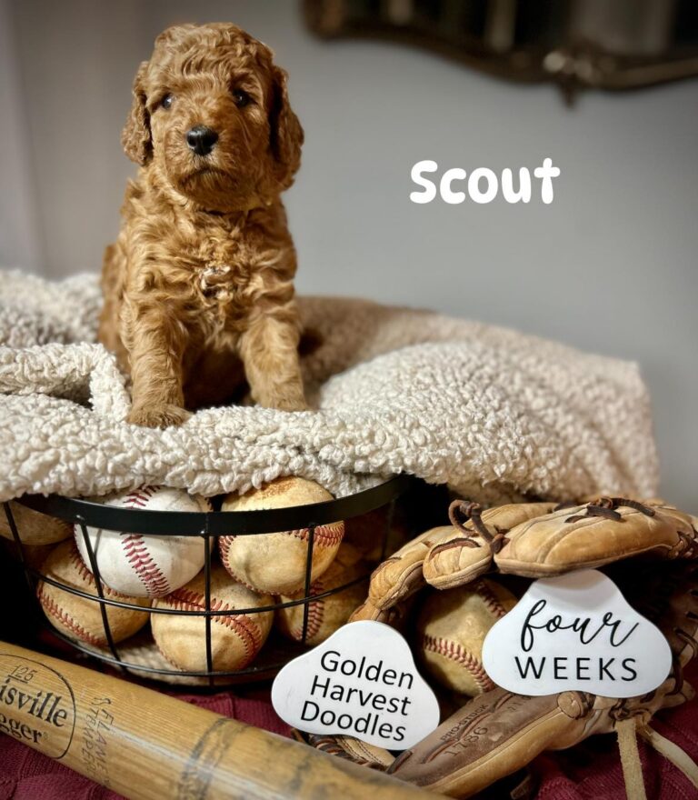 scout-06