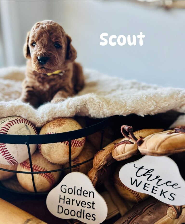 scout-07