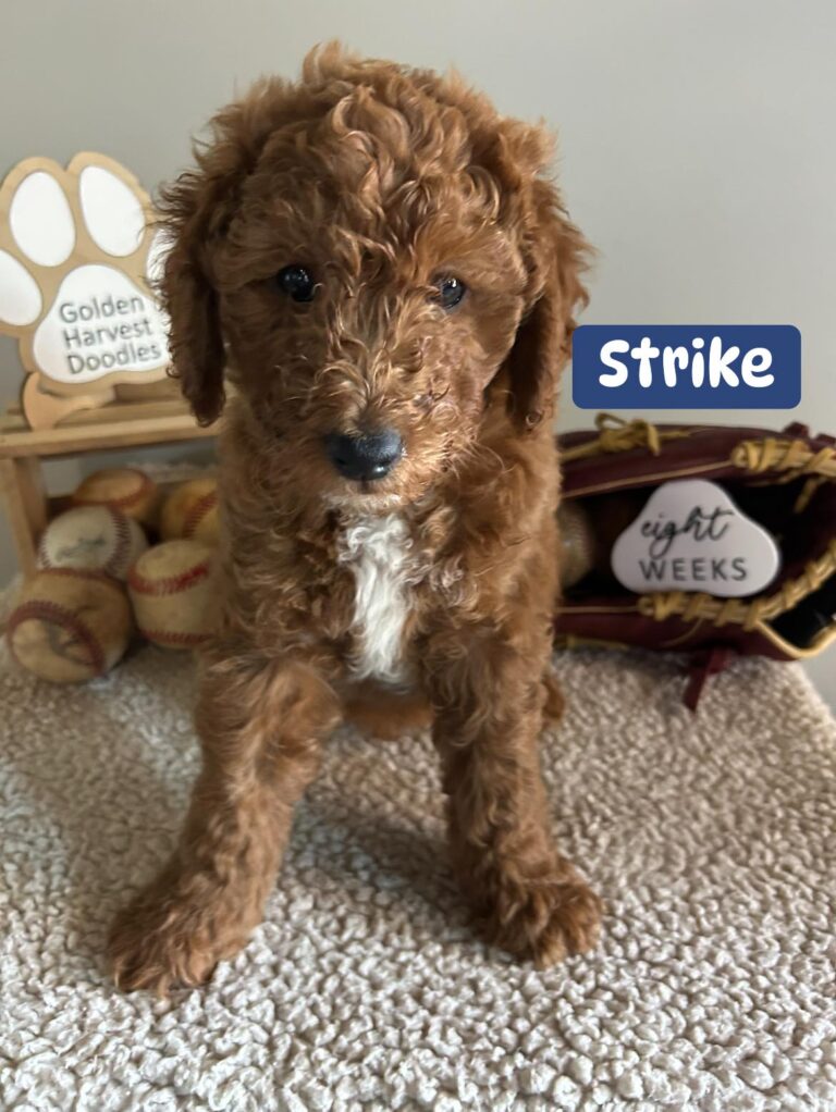 strike-02