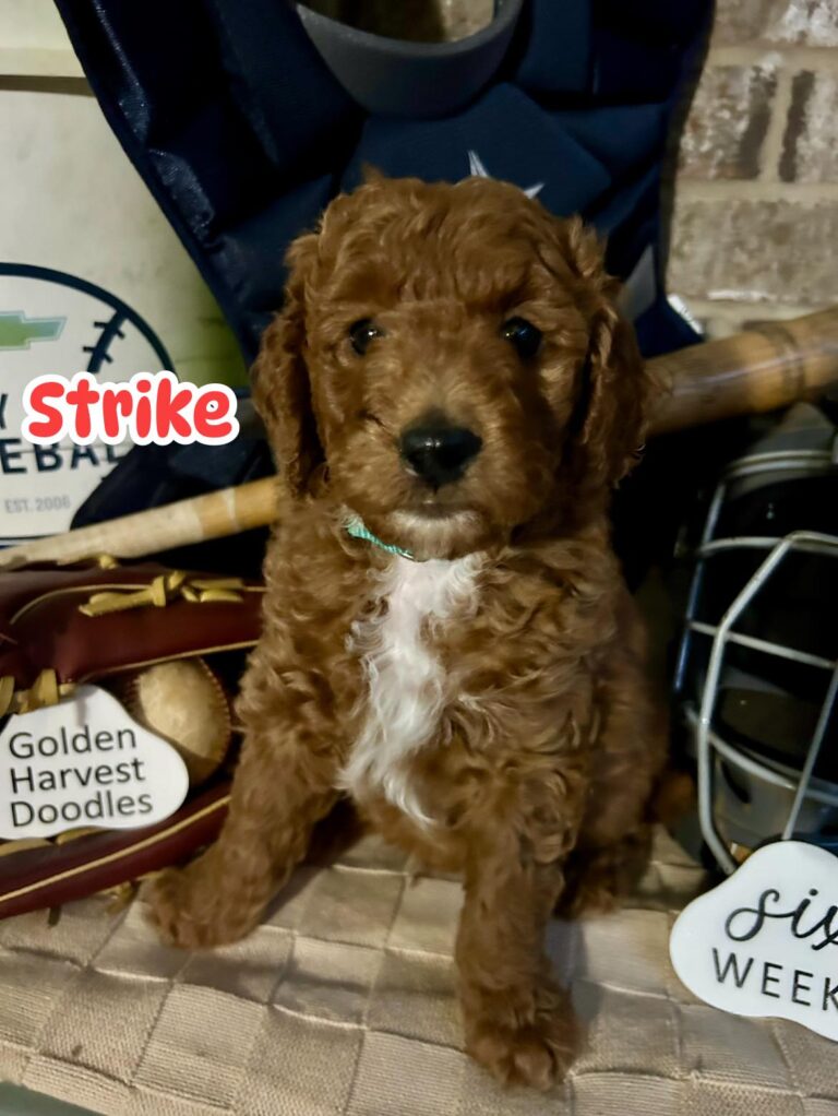 strike-04