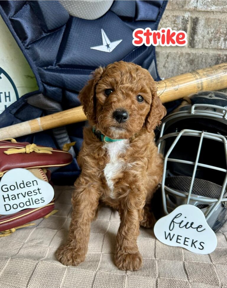 strike-05
