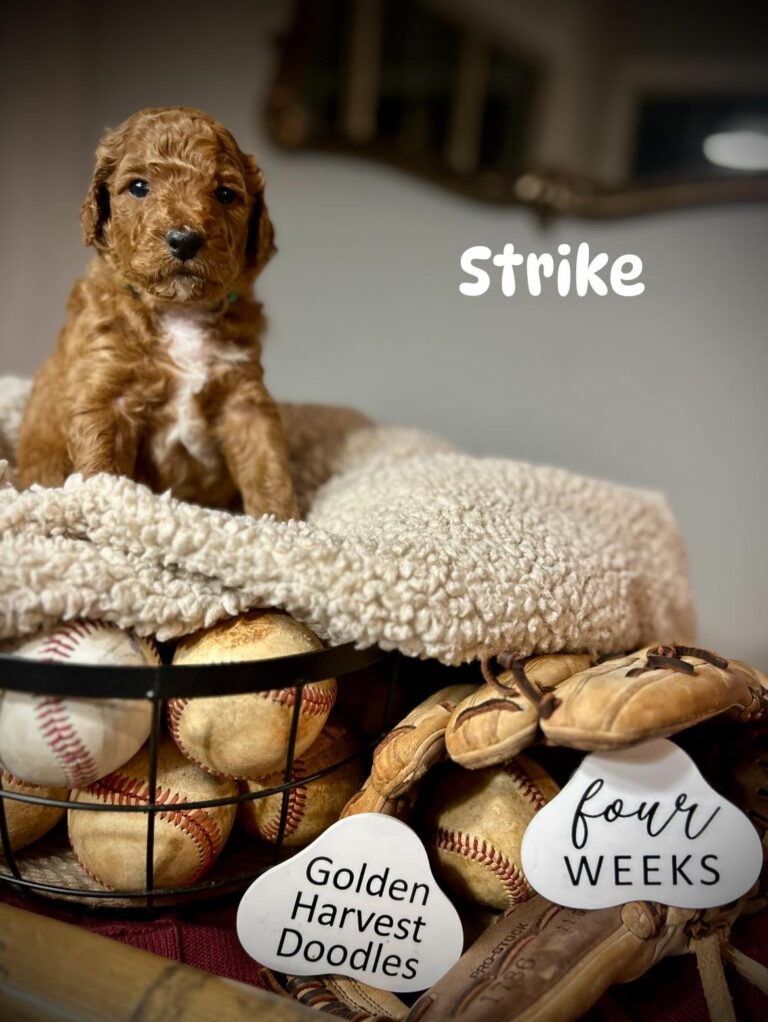 strike-06